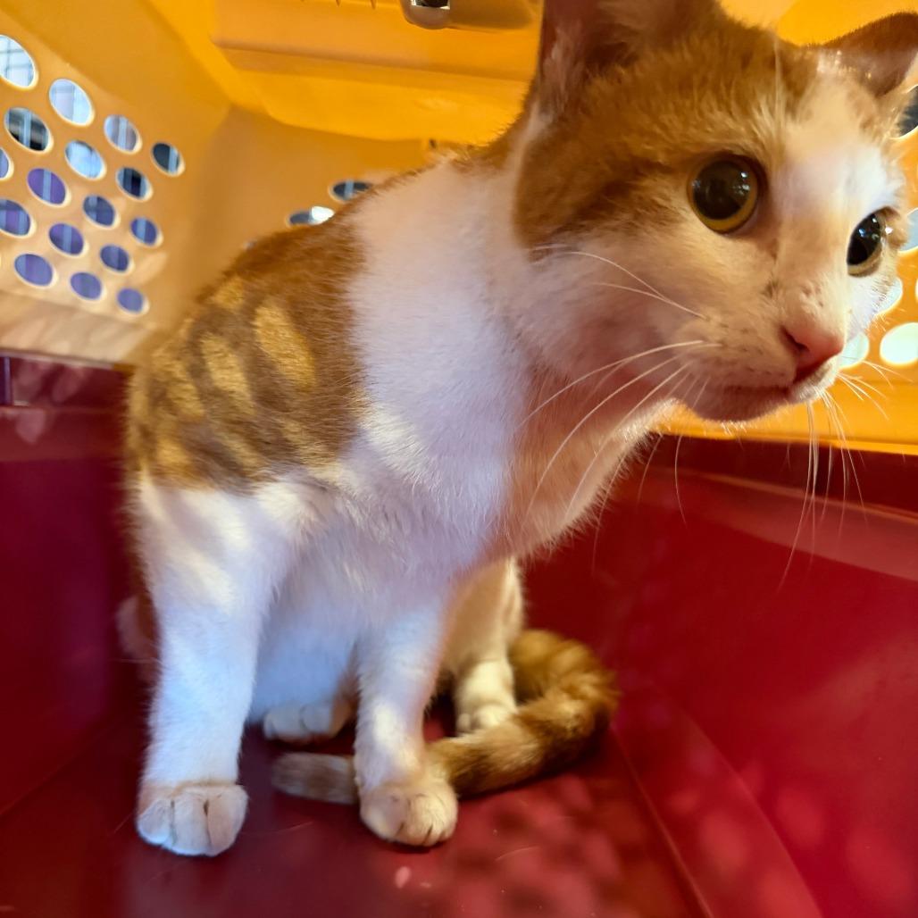 Enlarge Caramel Delite, a Adoptable Domestic Short Hair in Branson, MO image 2/2