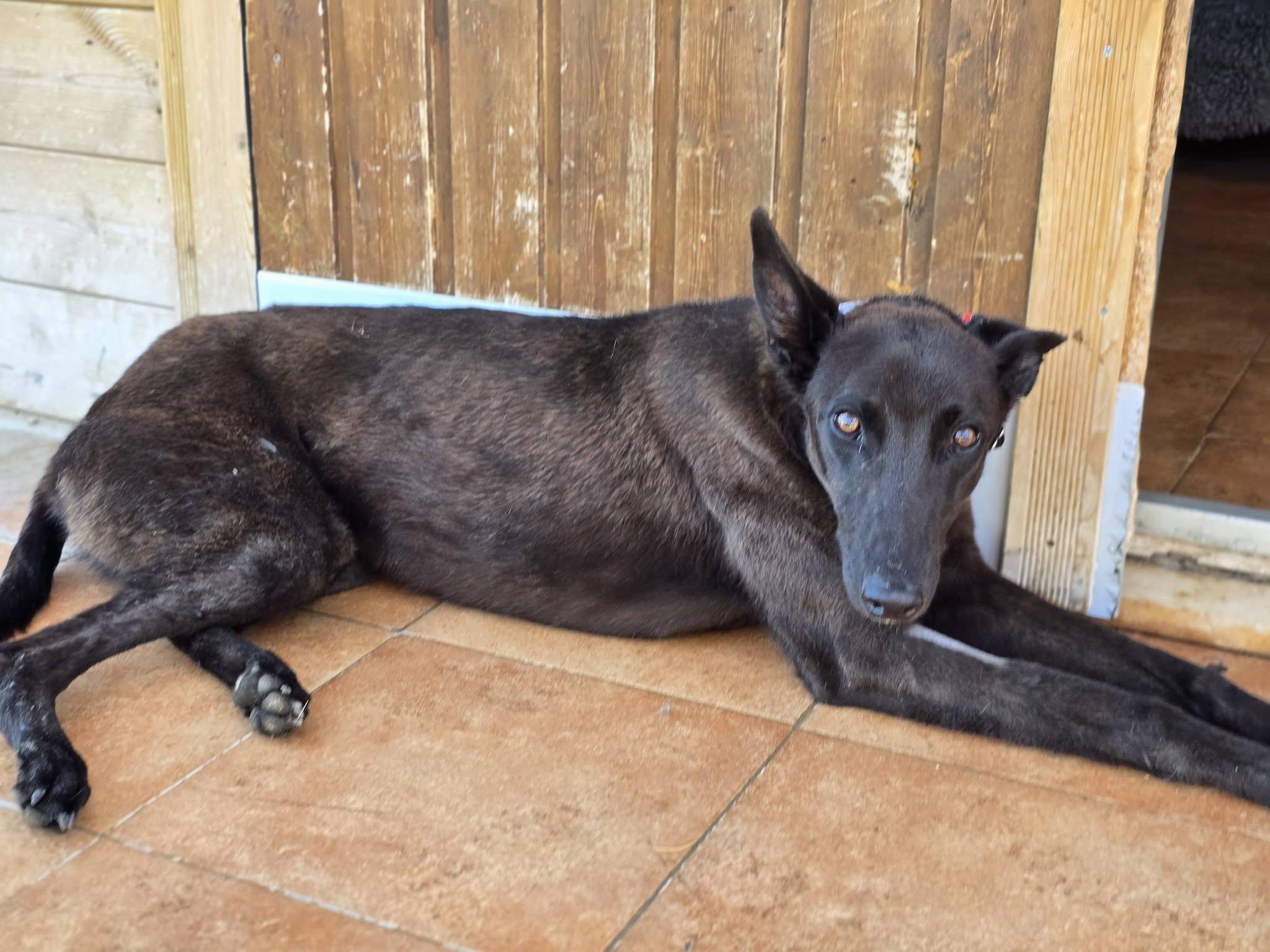 Enlarge Sherlock N Reggie, a Adoptable Greyhound in Winter Park, FL image 2/5