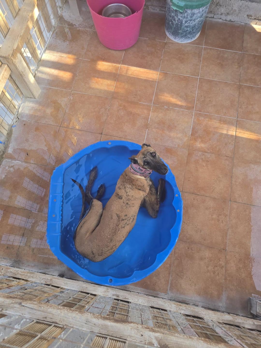 Enlarge Sherlock N Reggie, a Adoptable Greyhound in Winter Park, FL image 3/5