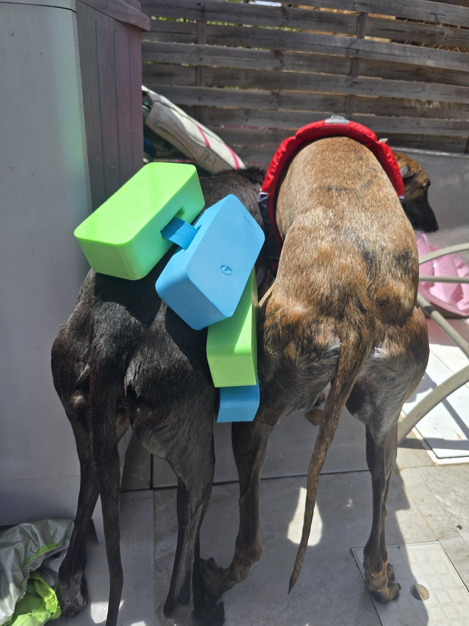 Enlarge Sherlock N Reggie, a Adoptable Greyhound in Winter Park, FL image 5/5