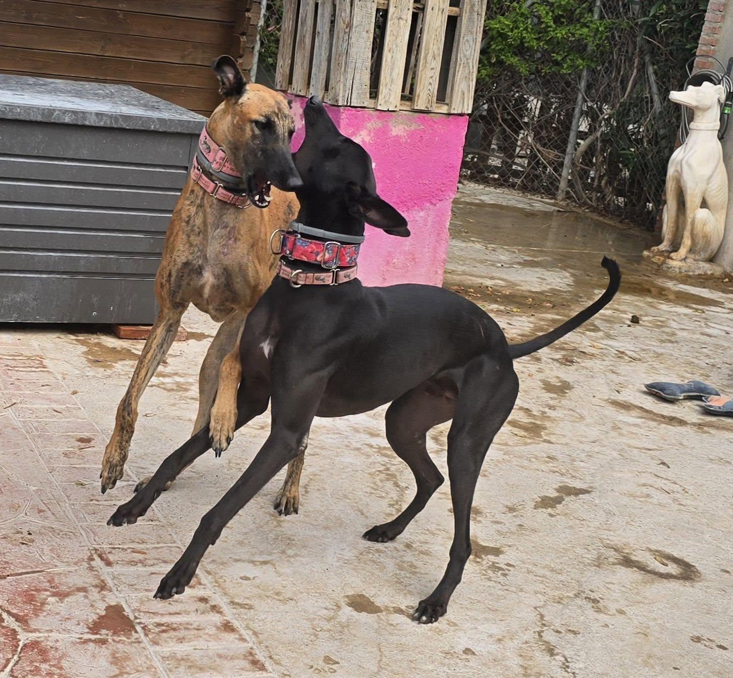 Sherlock N Reggie, Adoptable, Young Male Greyhound.