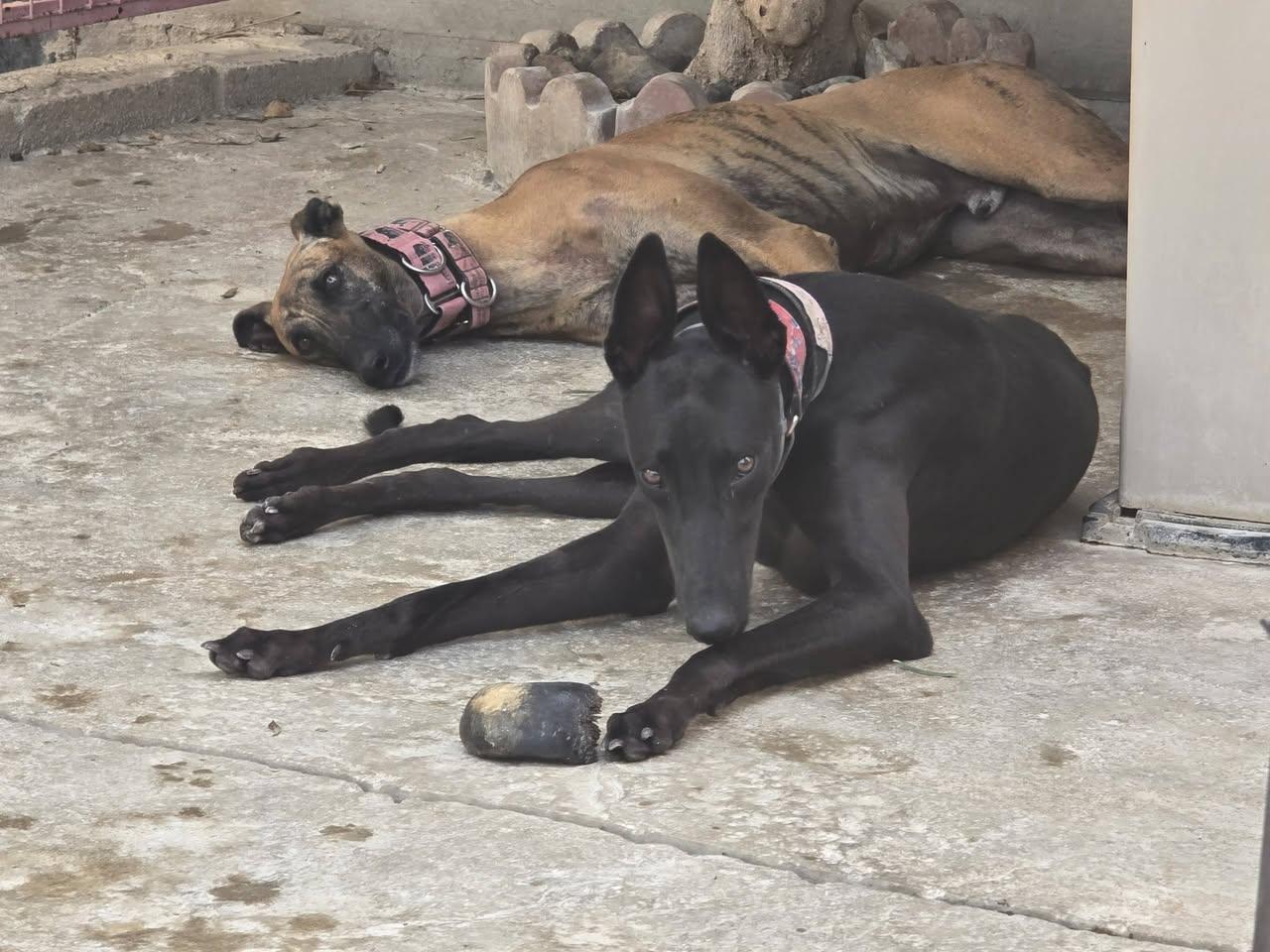 Enlarge Sherlock N Reggie, a Adoptable Greyhound in Winter Park, FL image 4/5