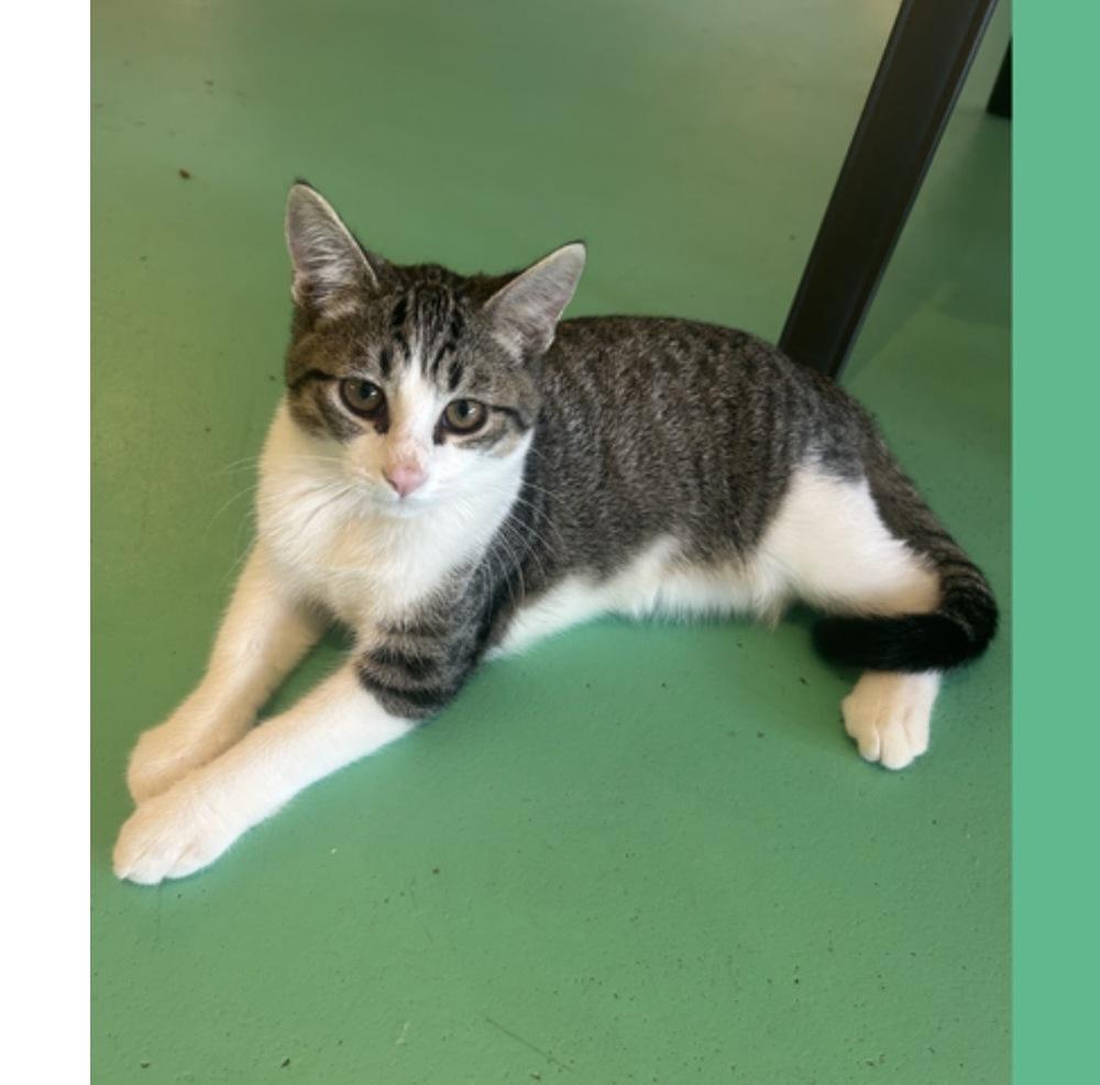 Leo, Adoptable, Kitten Male Domestic Short Hair.