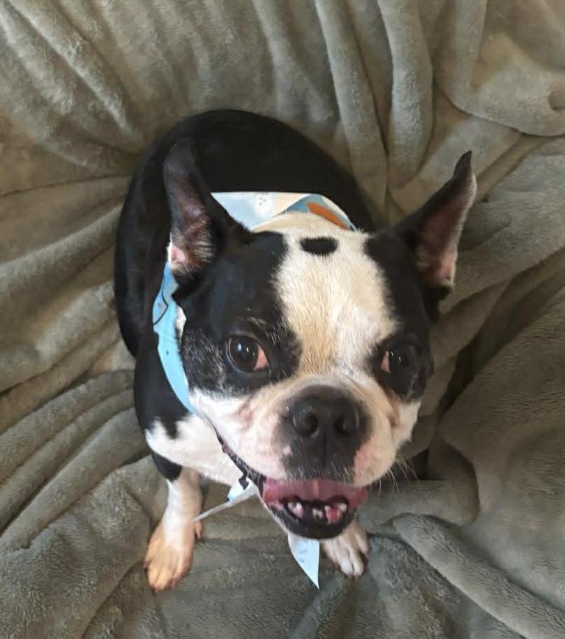 Ollie, Adoptable, Adult Male Boston Terrier.