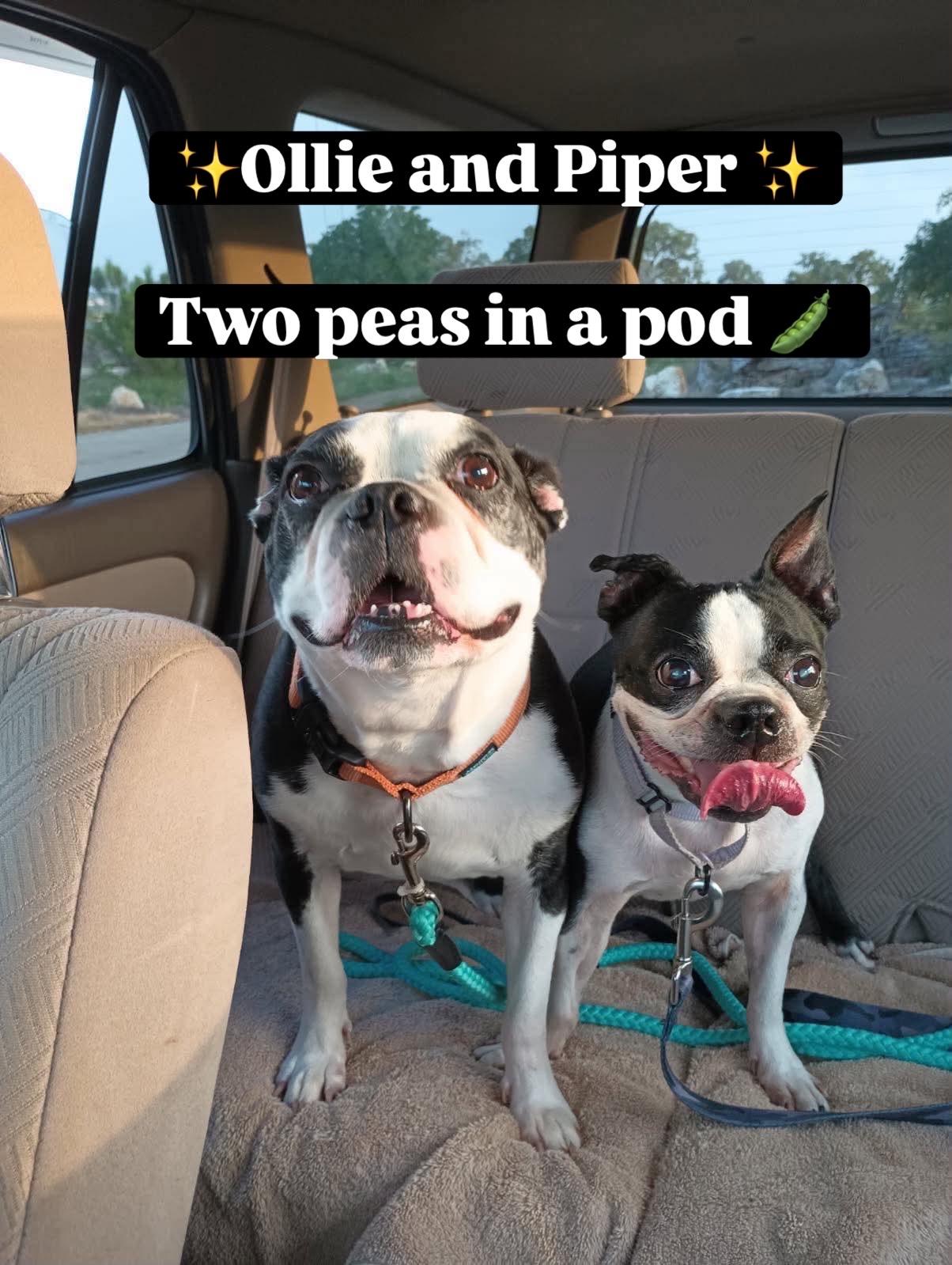 Ollie, Adoptable, Adult Male Boston Terrier.