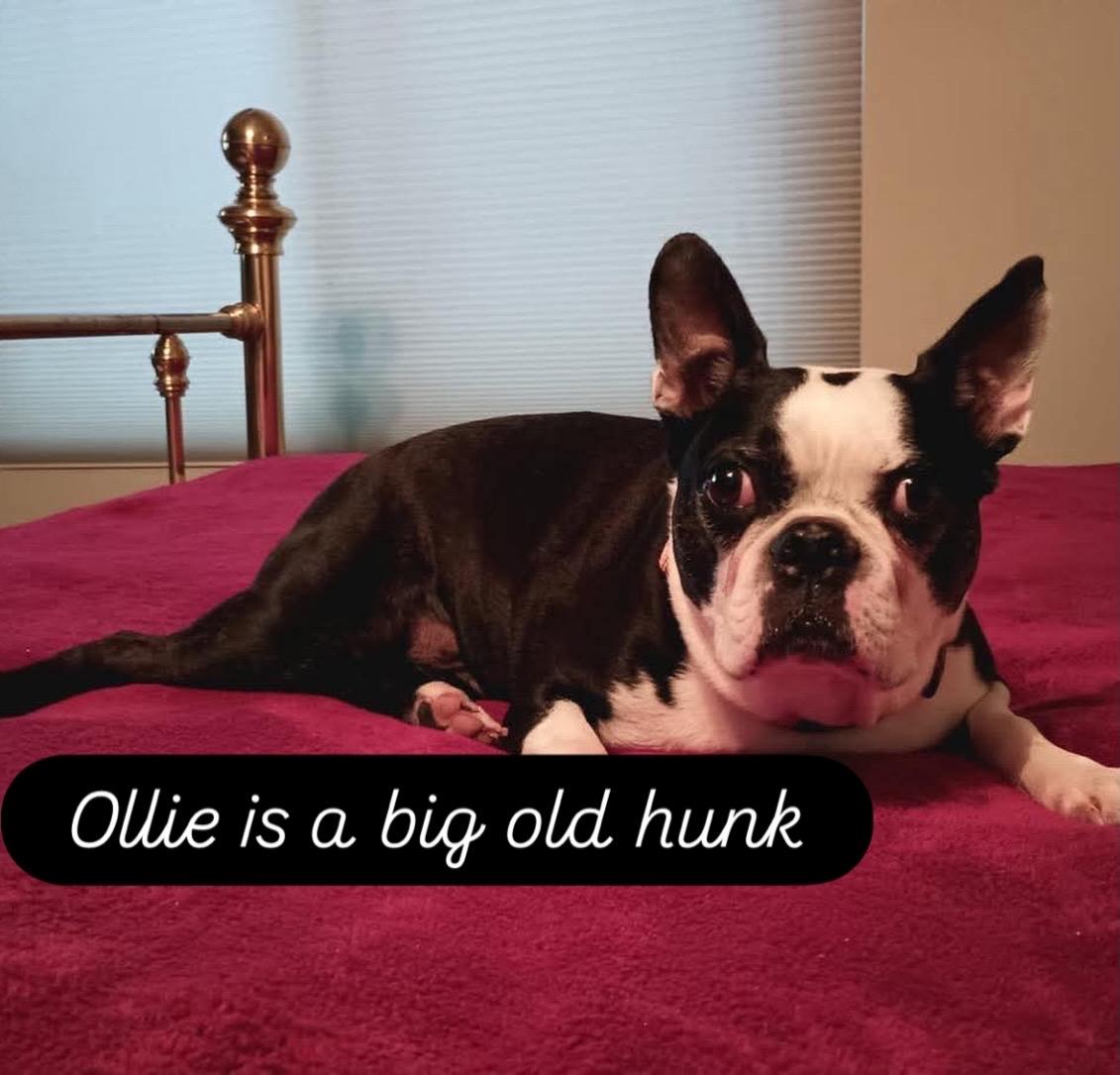 Enlarge Ollie, a Adoptable Boston Terrier in Van Vleck, TX image 2/6