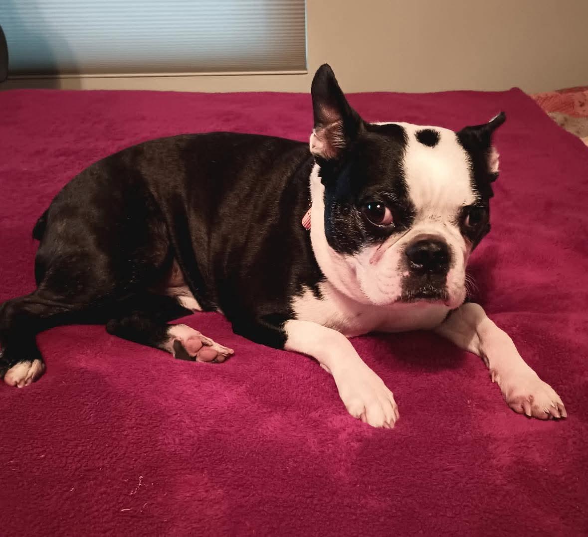 Enlarge Ollie, a Adoptable Boston Terrier in Van Vleck, TX image 3/6
