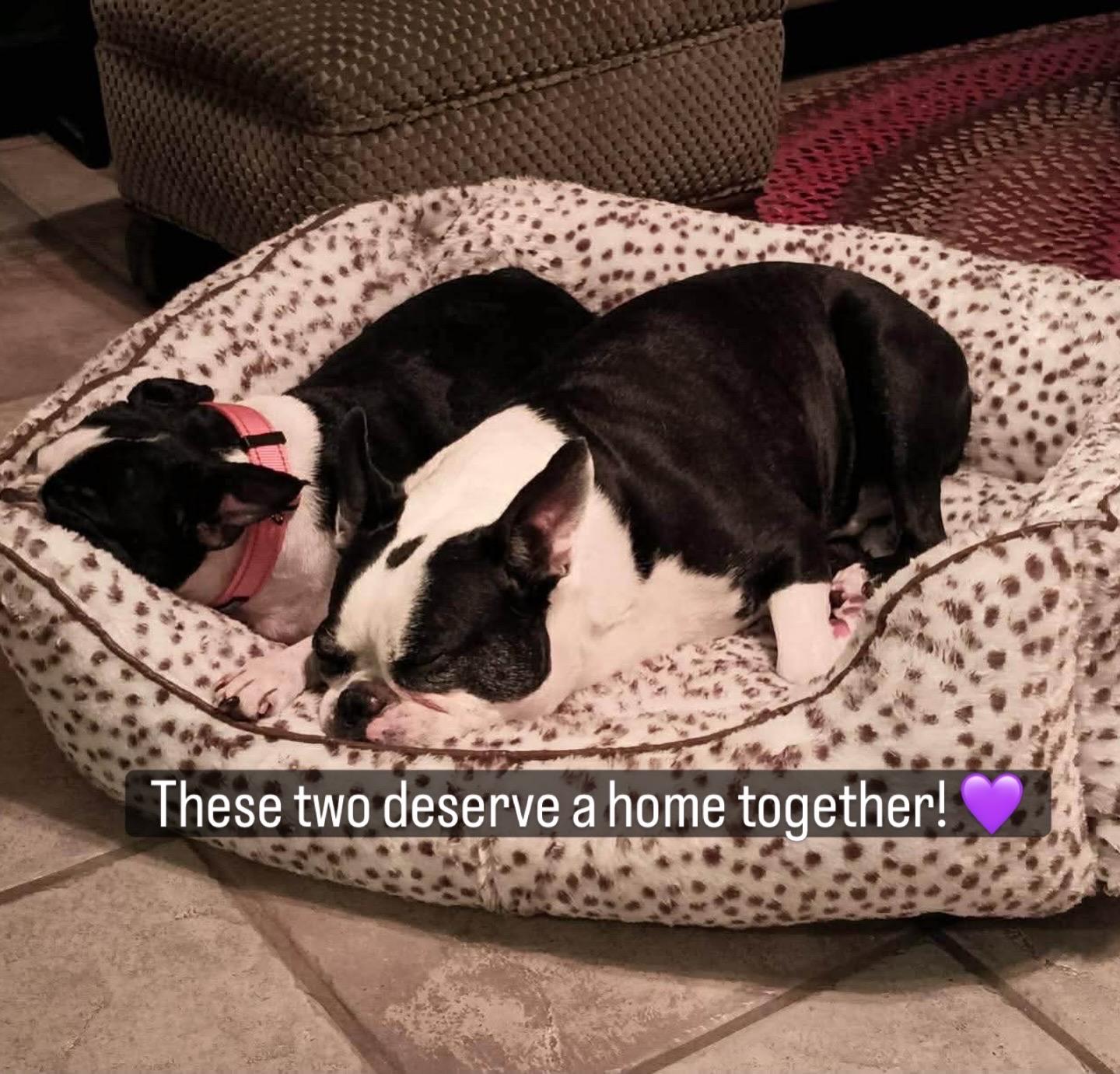 Enlarge Ollie, a Adoptable Boston Terrier in Van Vleck, TX image 4/6