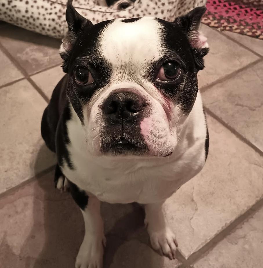 Enlarge Ollie, a Adoptable Boston Terrier in Van Vleck, TX image 2/2