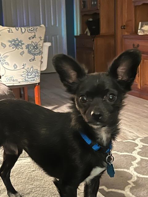 Enlarge Odyn (Odie), a Adopted mixed breed in Fremont, NE image 1/1