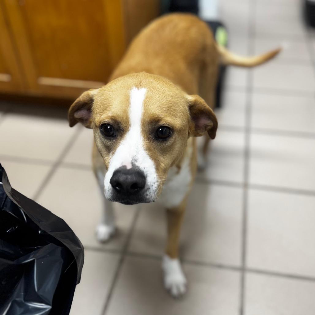 Rowdi, Adoptable, Adult Female Hound.