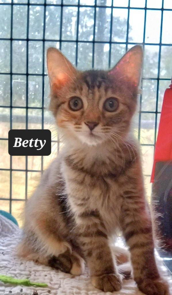 Enlarge Betty, a Adoptable mixed breed in Buffalo, MO image 1/1