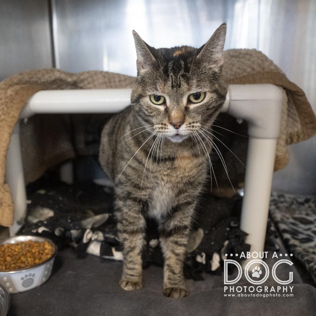 Enlarge Ruth, a Adoptable Domestic Short Hair in Saint Cloud, MN image 1/4