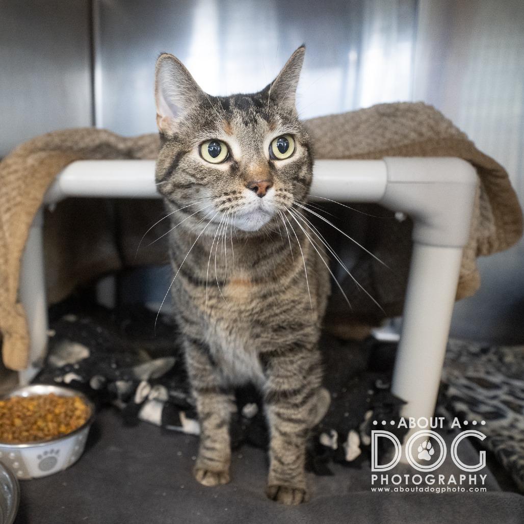 Enlarge Ruth, a Adoptable Domestic Short Hair in Saint Cloud, MN image 2/4