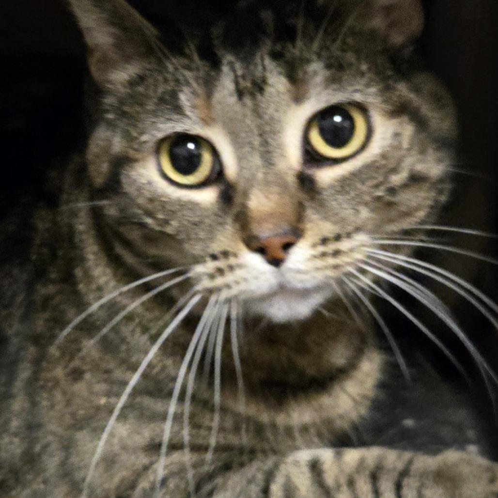 Enlarge Ruth, a Adoptable Domestic Short Hair in Saint Cloud, MN image 3/4