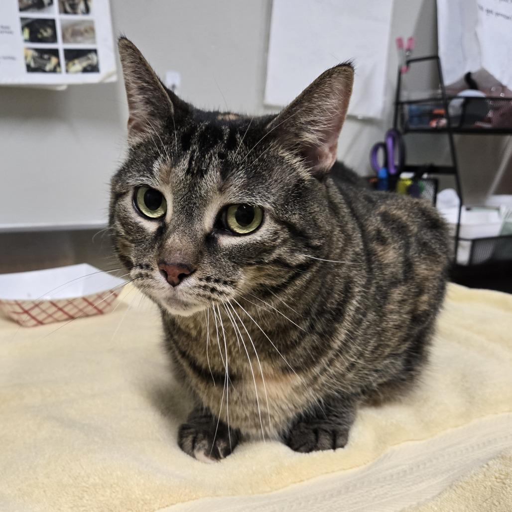 Enlarge Ruth, a Adoptable Domestic Short Hair in Saint Cloud, MN image 4/4