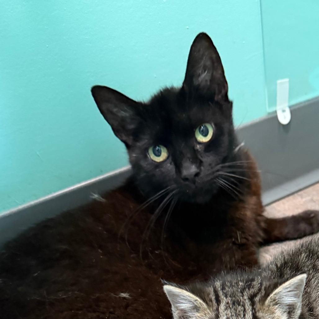Myrica, a Adoptable Domestic Short Hair in Marion, VA image 2/2