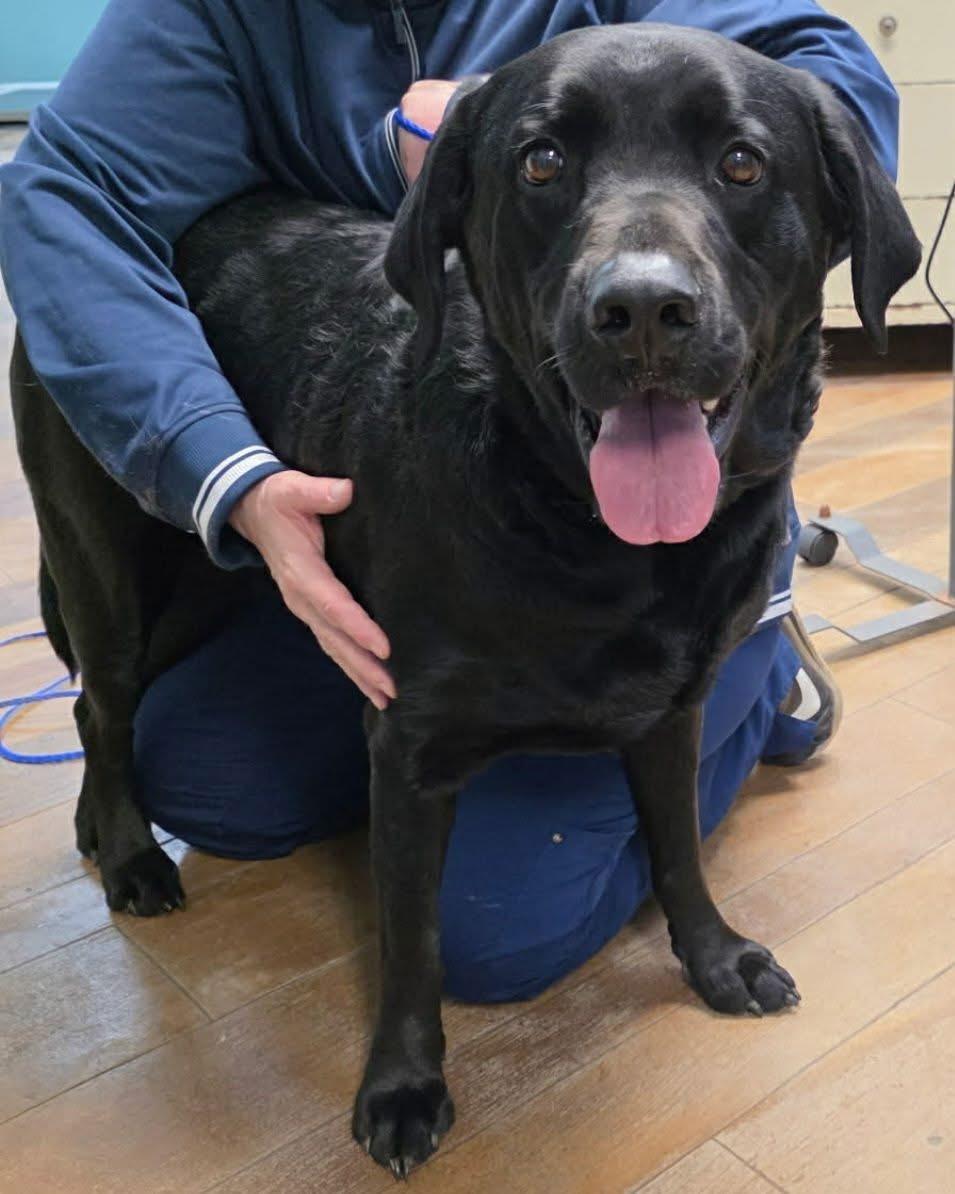 Enlarge Bruce, an adopted mixed breed in Elkton, MD image 1/2