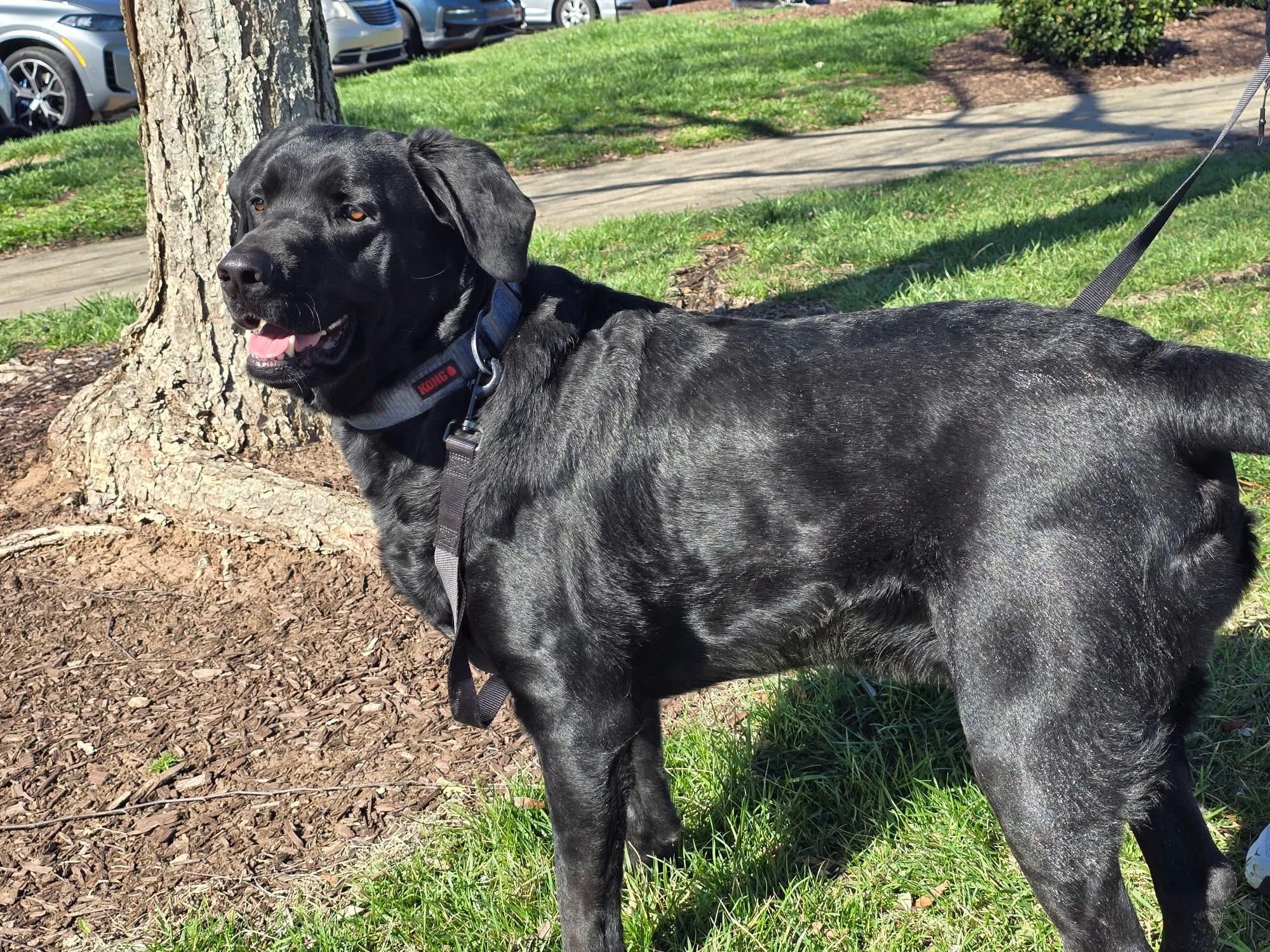 Enlarge Bruce, an adopted mixed breed in Elkton, MD image 2/2