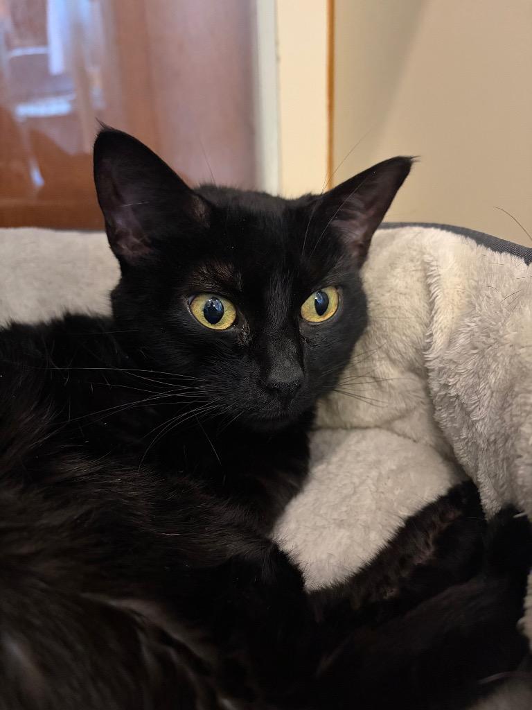 Chawcie - Sponsored by Mark Colby & Romona Youngquist, Adoptable, Adult Female Domestic Short Hair.