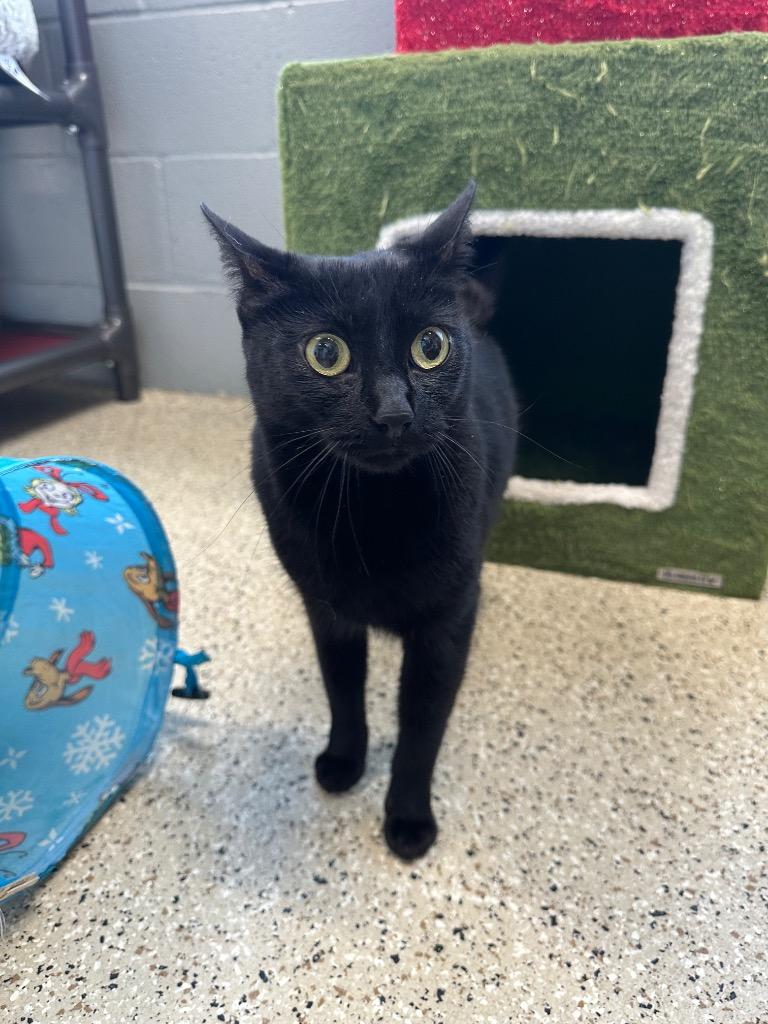 Enlarge Chawcie - Sponsored by Mark Colby & Romona Youngquist, a Adoptable mixed breed in Newberg, OR image 2/6