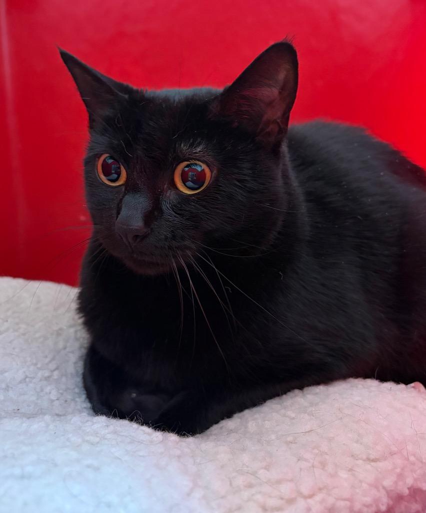 Enlarge Chawcie - Sponsored by Mark Colby & Romona Youngquist, a Adoptable mixed breed in Newberg, OR image 3/6