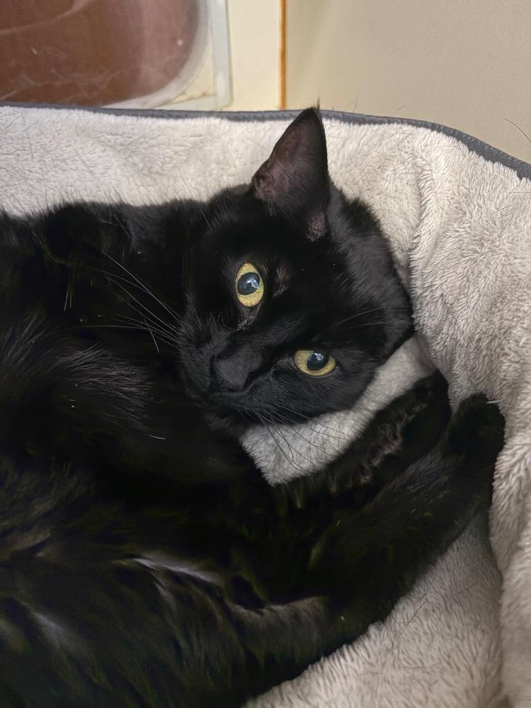 Enlarge Chawcie - Sponsored by Mark Colby & Romona Youngquist, a Adoptable mixed breed in Newberg, OR image 5/6