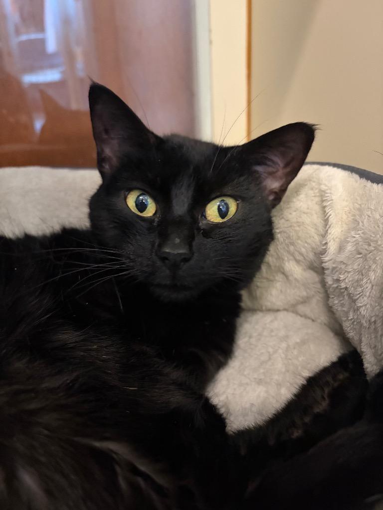 Enlarge Chawcie - Sponsored by Mark Colby & Romona Youngquist, a Adoptable mixed breed in Newberg, OR image 6/6