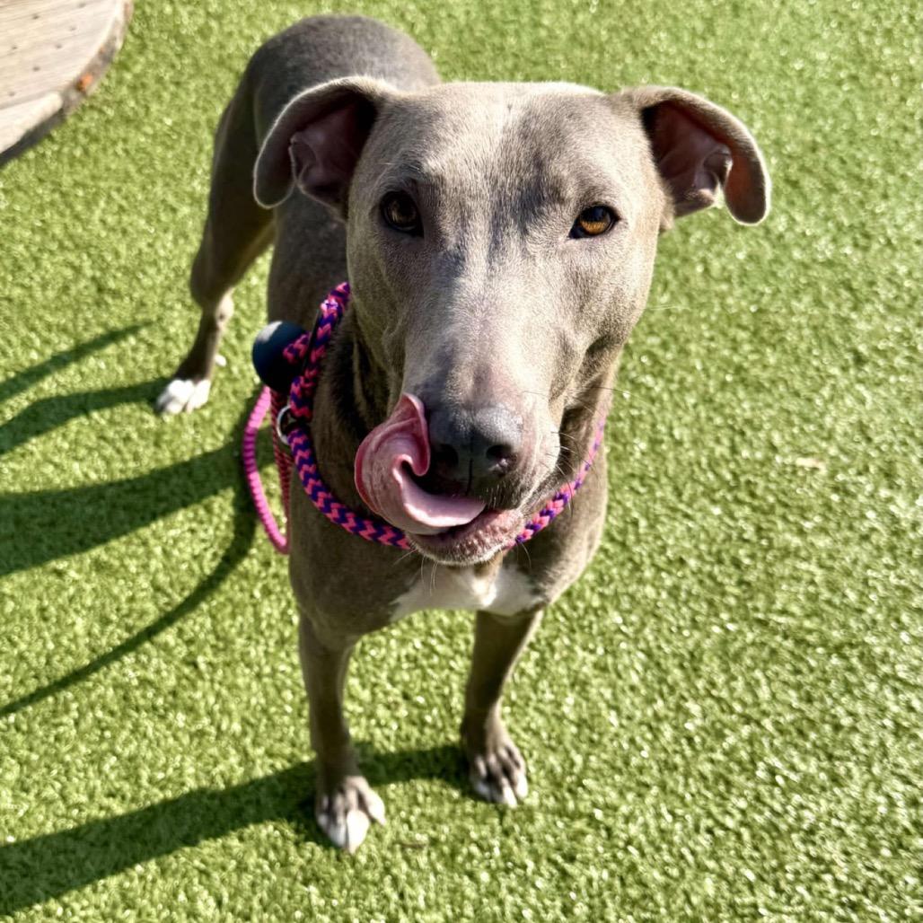 Enlarge Fievel, a Adoptable mixed breed in Wichita, KS image 1/3