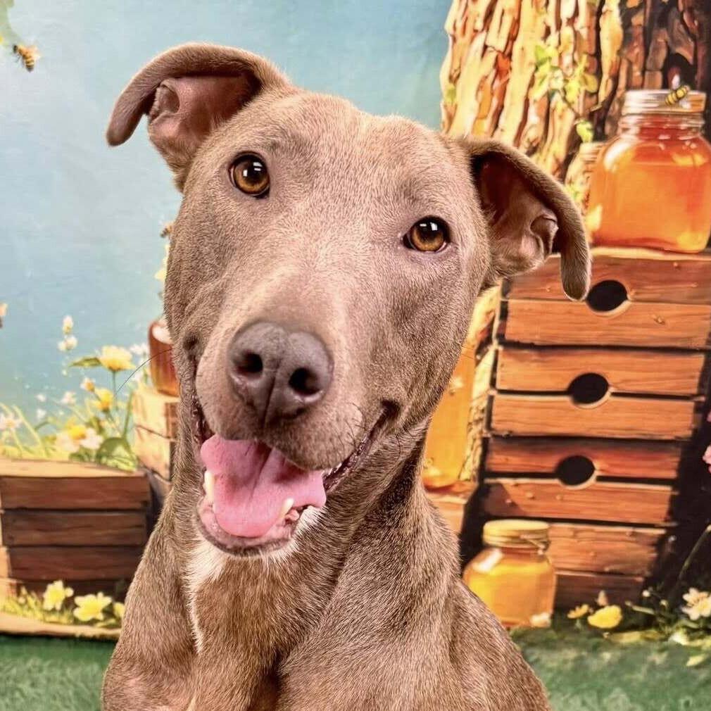 Enlarge Fievel, a Adoptable mixed breed in Wichita, KS image 2/3