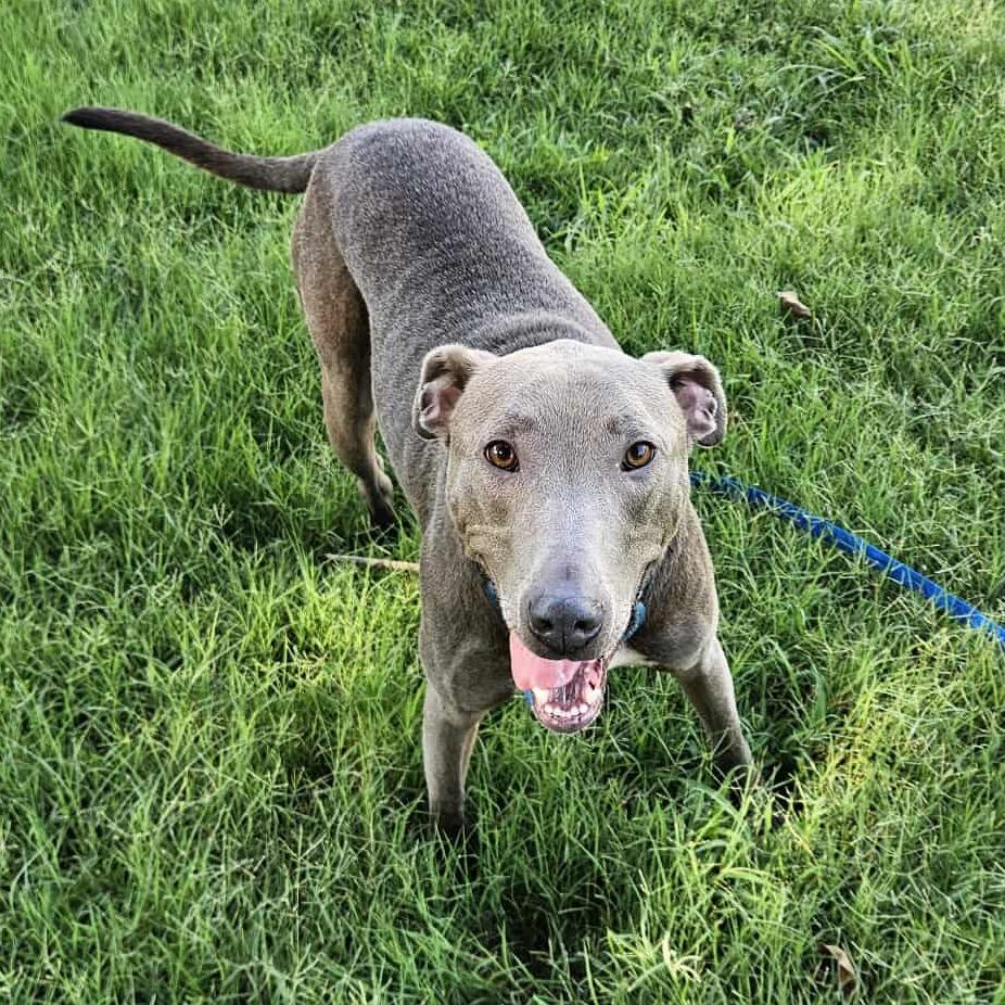 Enlarge Fievel, a Adoptable mixed breed in Wichita, KS image 3/3