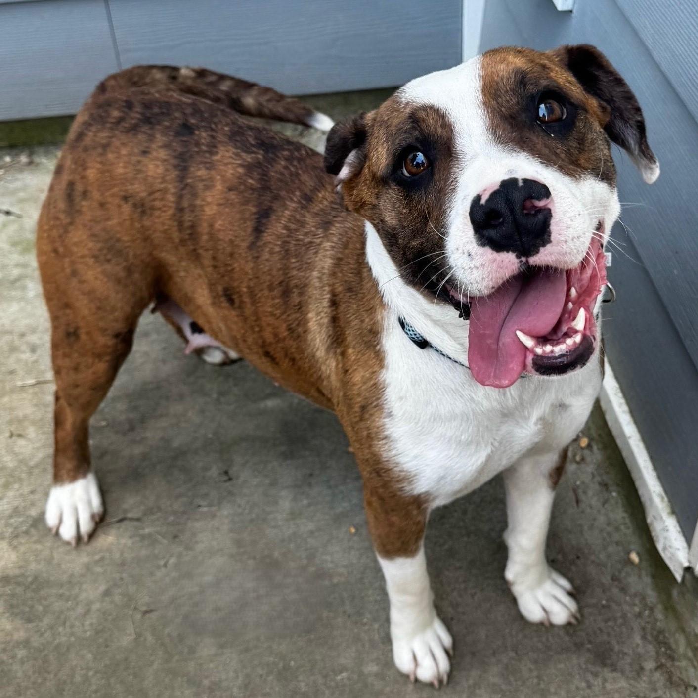 Animal Rescue Bull Terrier Mix Pitbull Basset Hound Mix Puppies