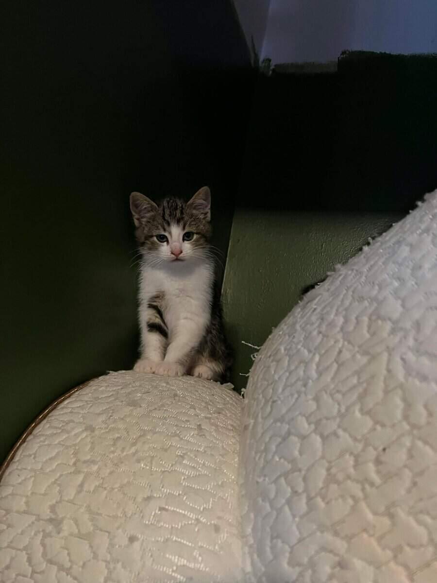 Scully Jr, ADOPTABLE, Kitten Female Tabby.