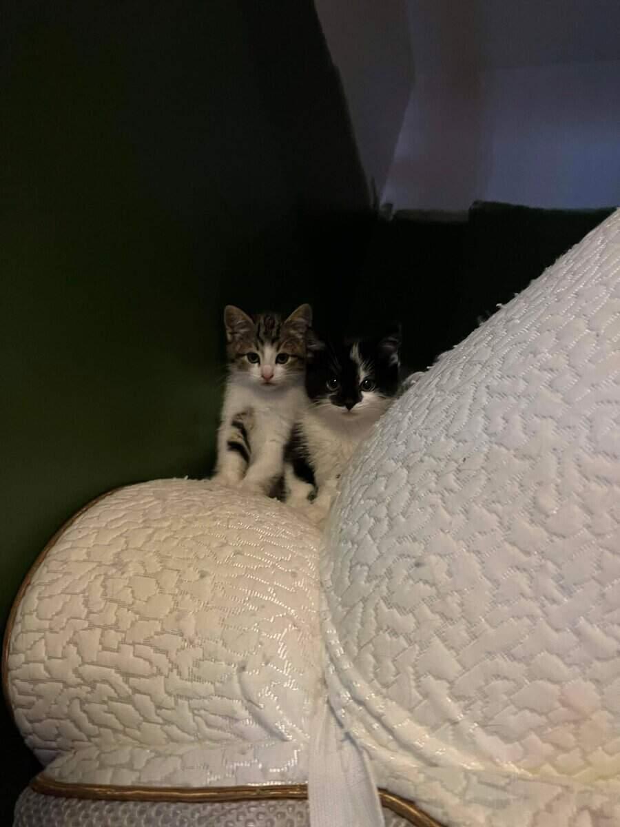 Enlarge Scully Jr, a ADOPTABLE Tabby in Calgary, AB image 3/4