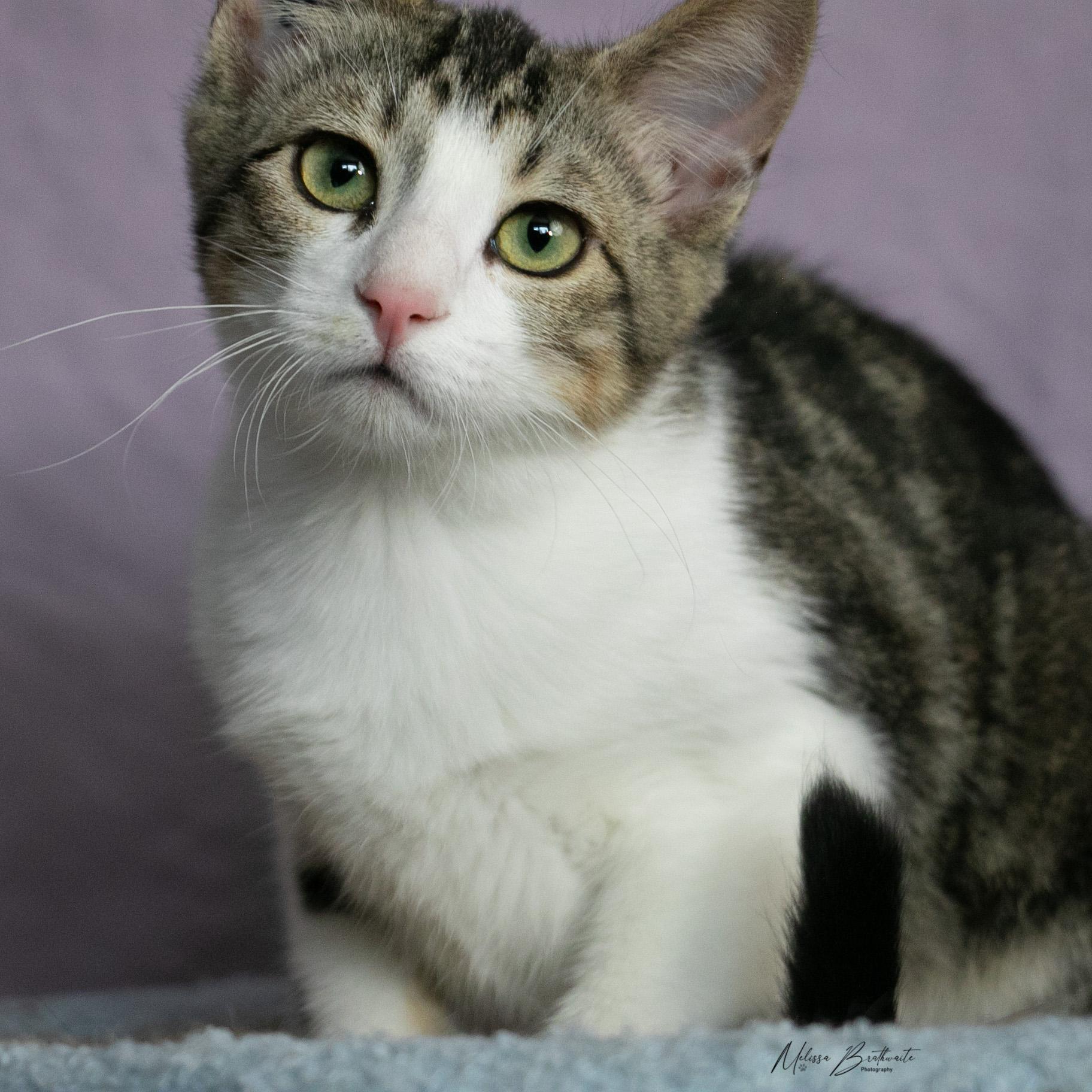 Scully Jr, ADOPTABLE, Kitten Female Tabby.