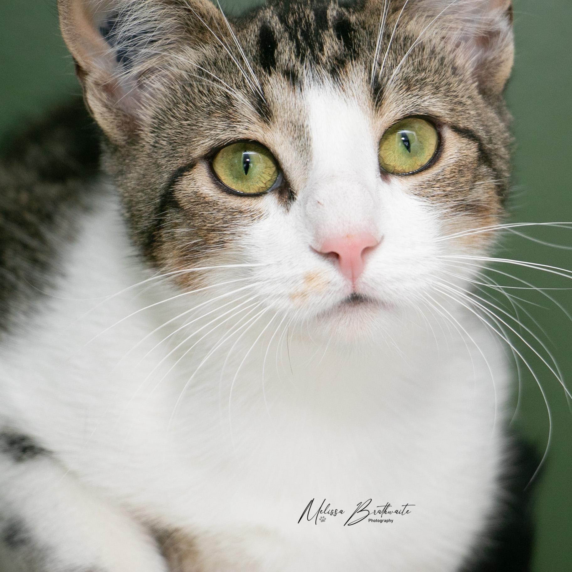 Scully Jr, ADOPTABLE, Kitten Female Tabby.