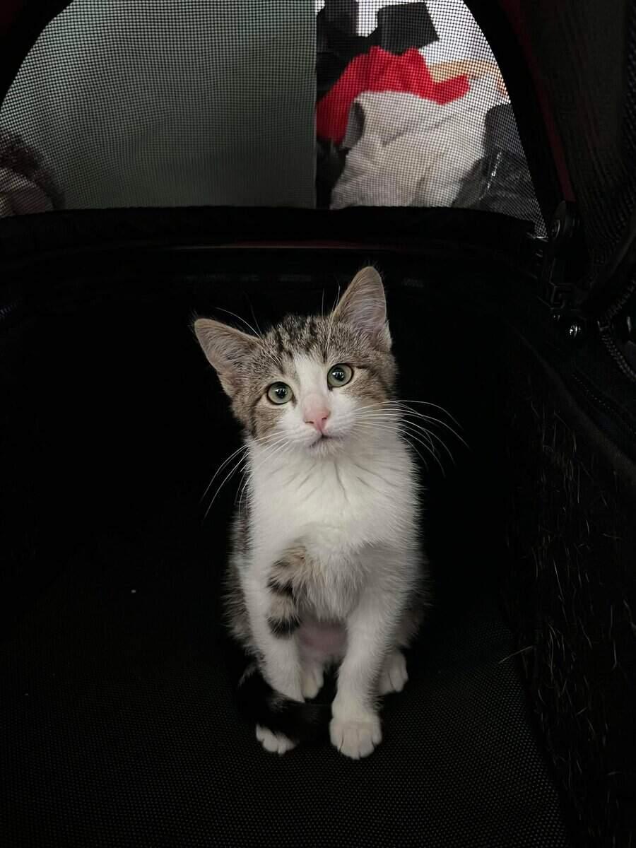 Enlarge Scully Jr, a ADOPTABLE Tabby in Calgary, AB image 4/4