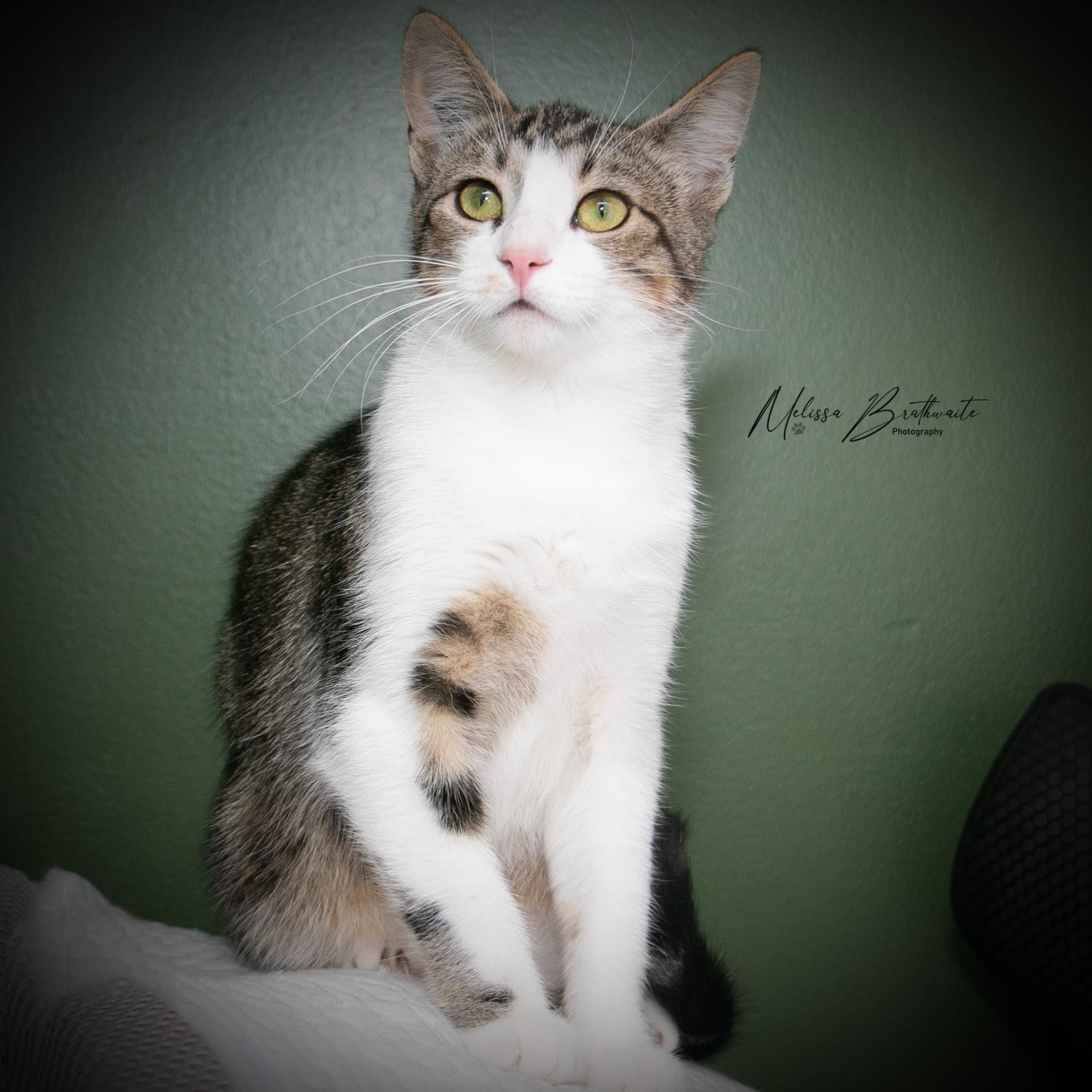 Scully Jr, a ADOPTABLE Tabby in Calgary, AB image 2/4