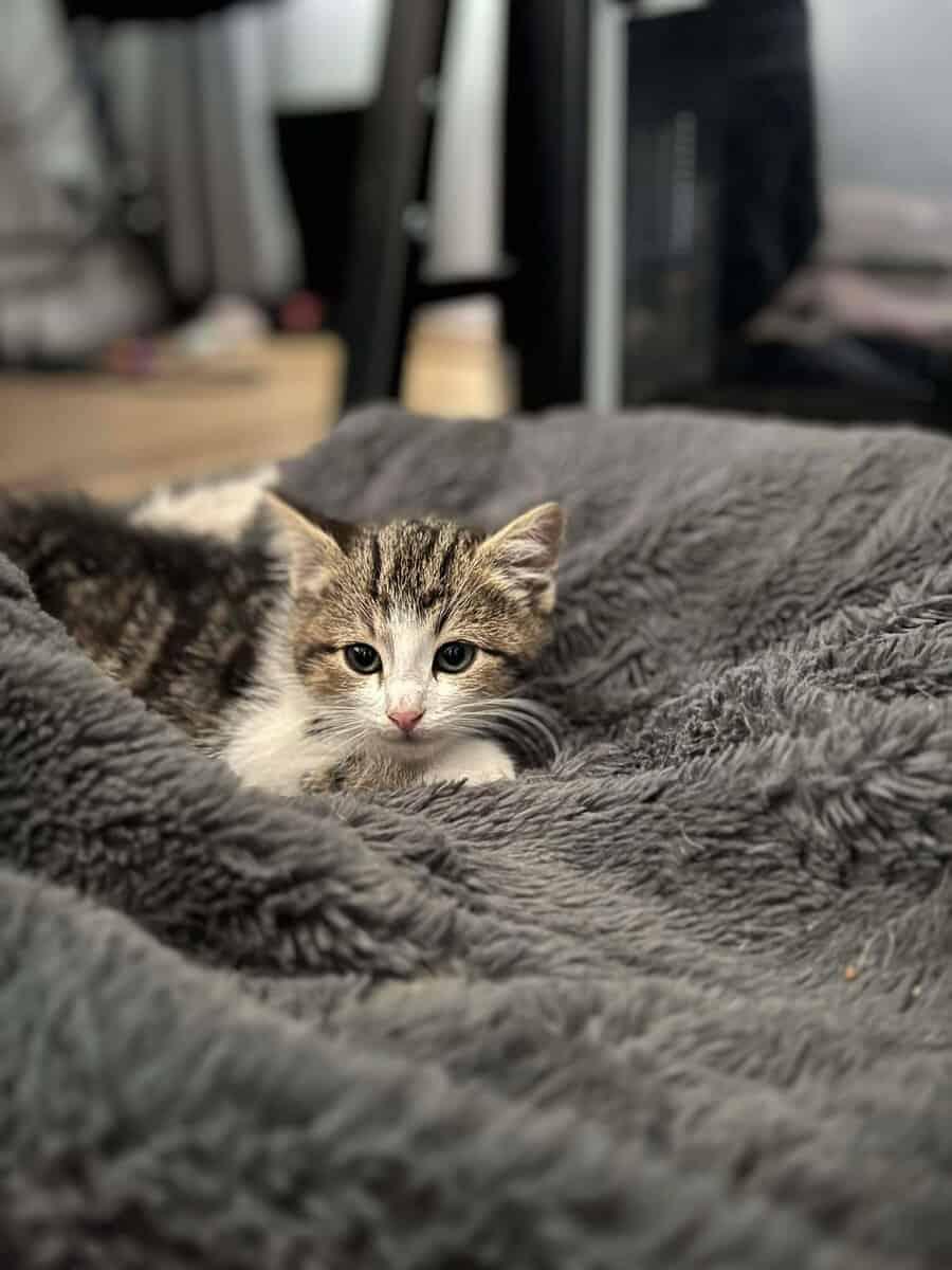 Enlarge Scully Jr, a ADOPTABLE Tabby in Calgary, AB image 2/4