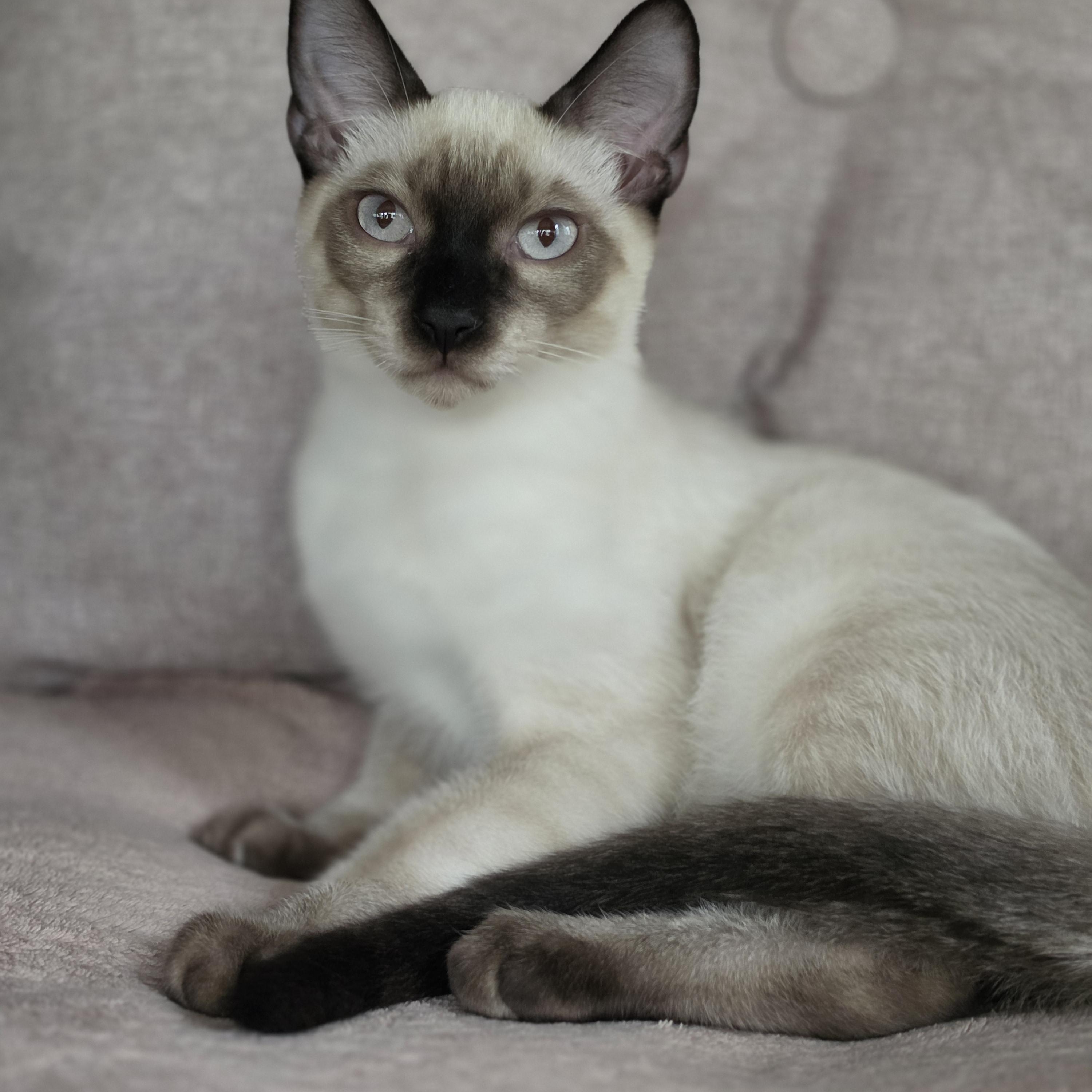 Enlarge Orlin, a Adoptable Siamese in Medford, WI image 1/1