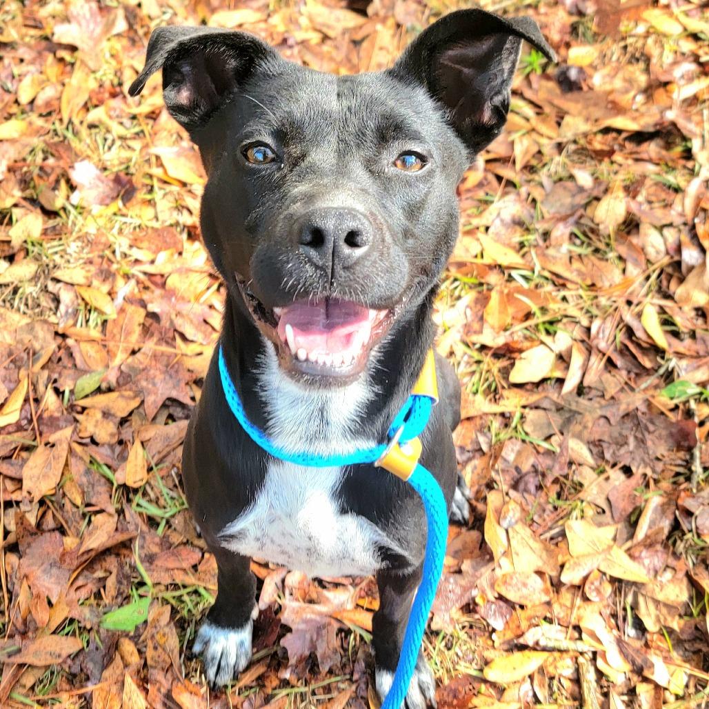 Enlarge Nissan, a Adoptable mixed breed in Valley, AL image 1/6