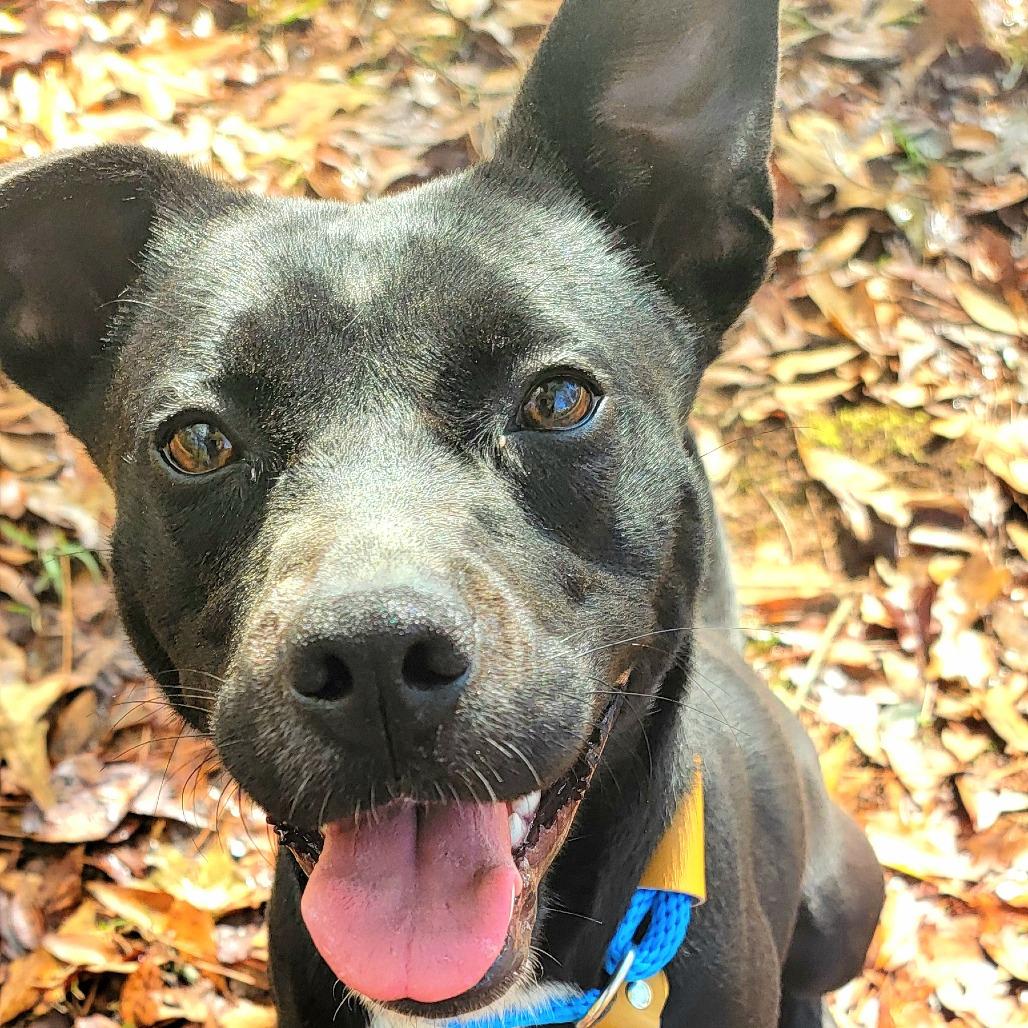 Enlarge Nissan, a Adoptable mixed breed in Valley, AL image 2/6