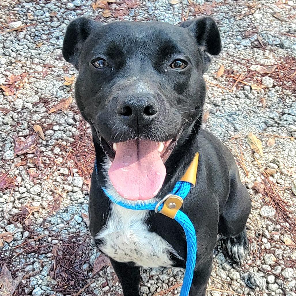 Enlarge Nissan, a Adoptable mixed breed in Valley, AL image 4/6