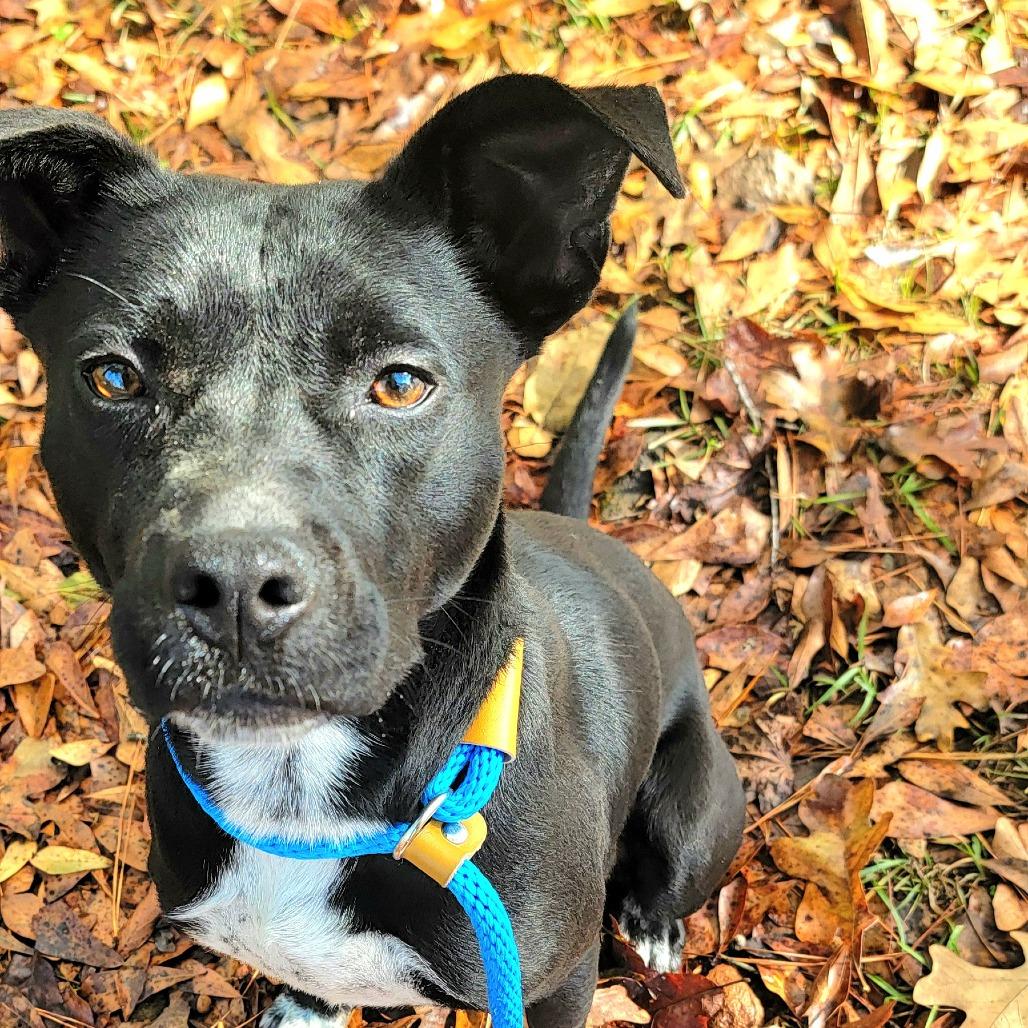 Enlarge Nissan, a Adoptable mixed breed in Valley, AL image 5/6