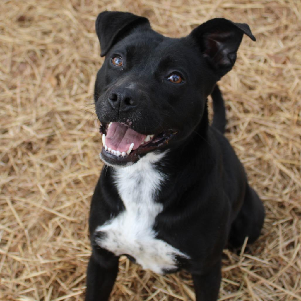 Enlarge Nissan, a Adoptable mixed breed in Valley, AL image 6/6