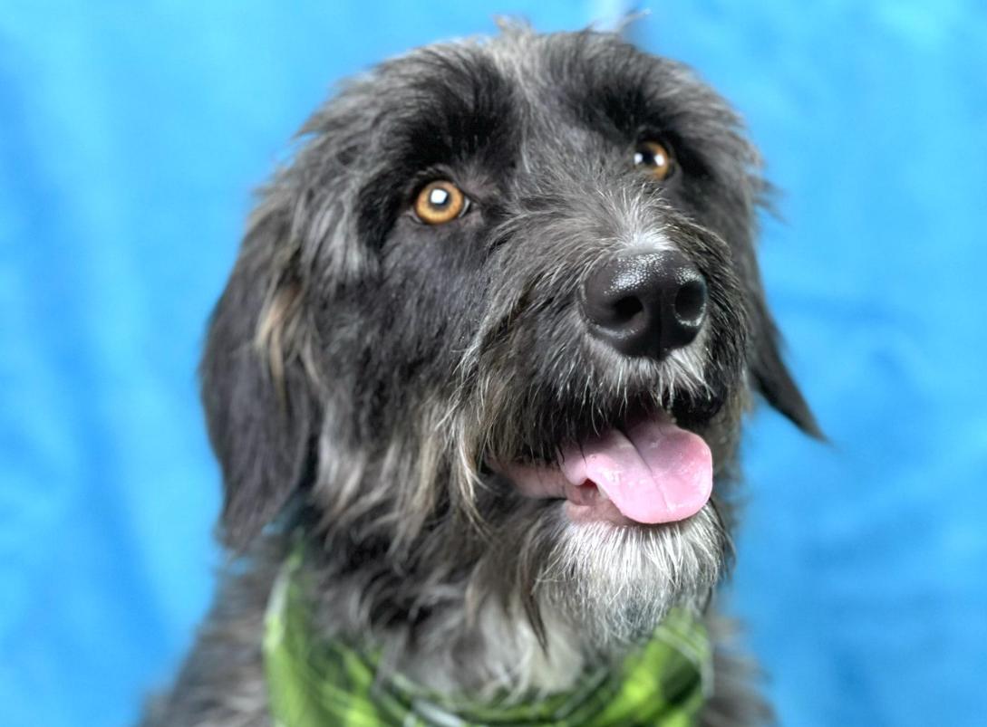 Charlie: A Survivor with a Rough Past and a Heart Ready to Heal, an adoptable Schnoodle, Schnauzer in St Augustine, FL, 32086 | Photo Image 2