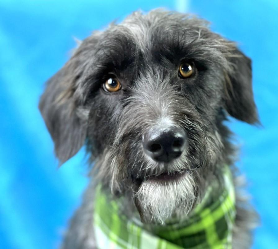 Charlie: A Survivor with a Rough Past and a Heart Ready to Heal, an adoptable Schnoodle, Schnauzer in St Augustine, FL, 32086 | Photo Image 4