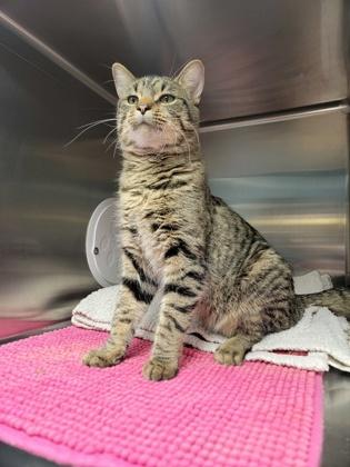 Vincent, Adoptable, Adult Male Domestic Short Hair & Domestic Short Hair.