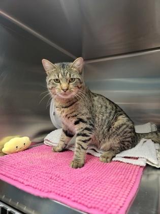 Vincent, a Adoptable mixed breed in Fergus Falls, MN image 2/2