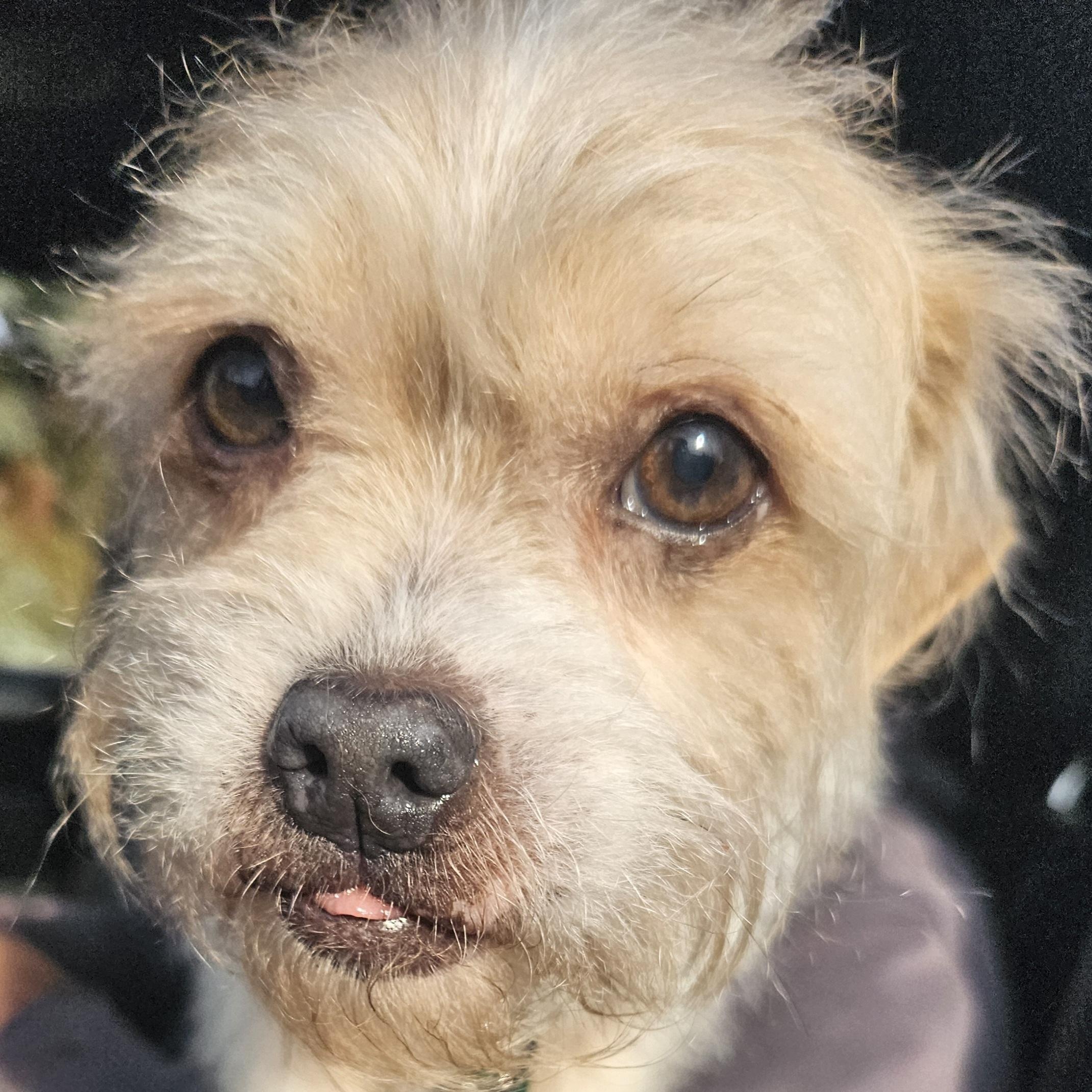 Peanut, Adoptable, Adult Male Poodle & Terrier.